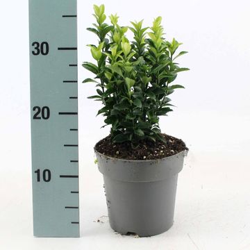 Euonymus japonicus 'Green Spire'