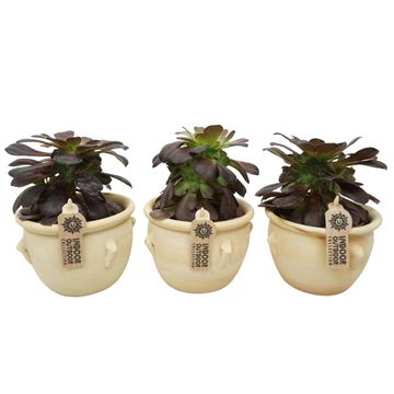 Aeonium arboreum 'Velours'