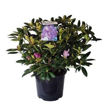 Rhododendron 'Эверестианум'