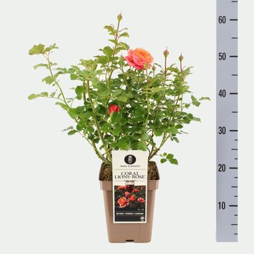 Rosa CORAL LIONS-ROSE