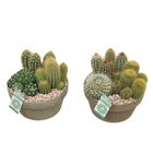 Arrangement Cactus