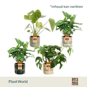 Monstera MIX
