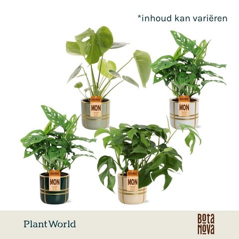 Monstera MIX