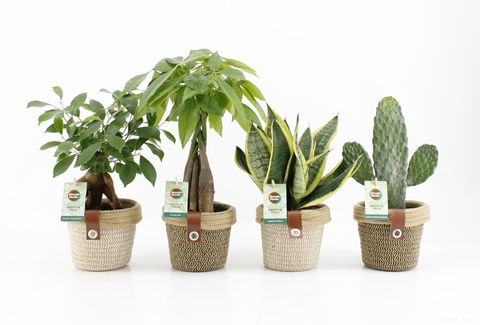 Houseplants MIX