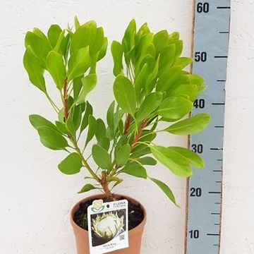 Protea 'White King'