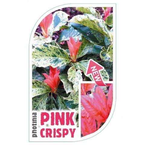 Фотиния serratifolia PINK CRISPY