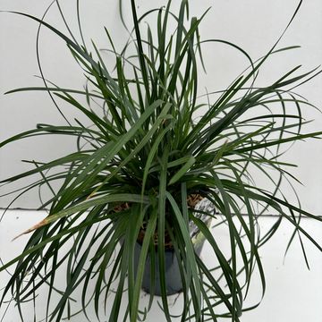 Sesleria heufleriana