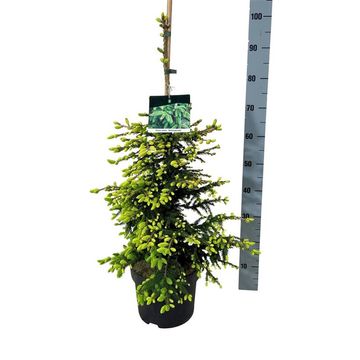 Picea orientalis 'Aureospicata'