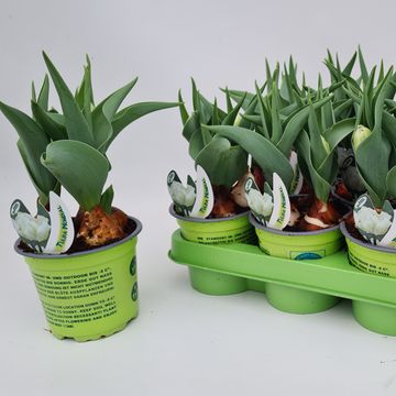 Tulipa 'Mondial'