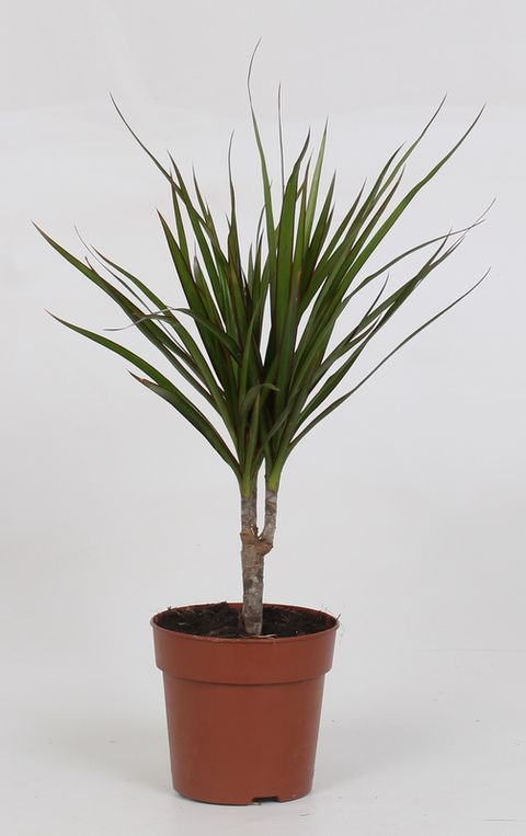 Dracaena marginata