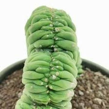 Trichocereus pachanoi cristata