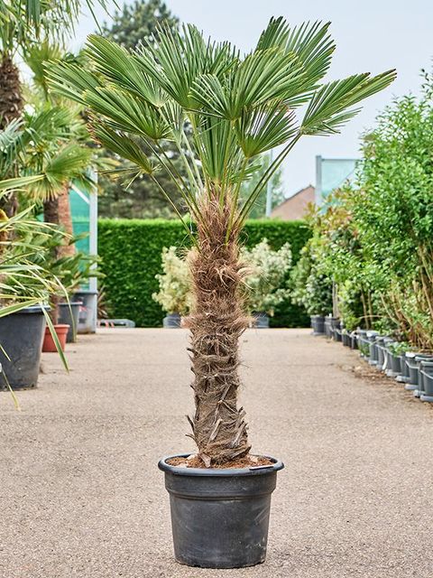 Trachycarpus wagnerianus