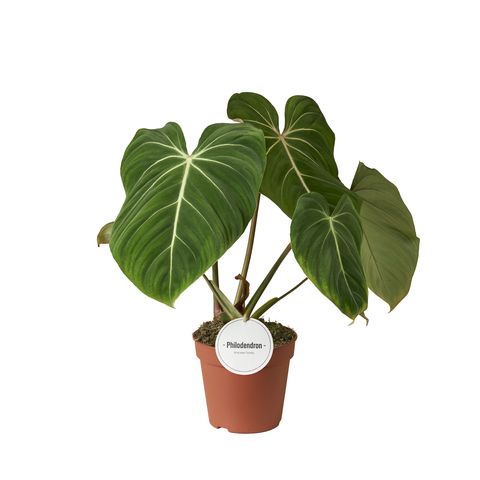 Philodendron gloriosum