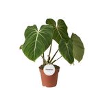 Philodendron gloriosum