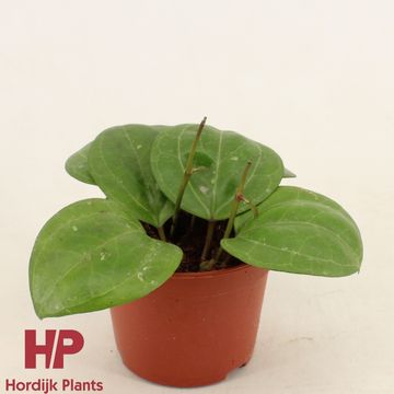 Hoya 'Sarawak Cream'