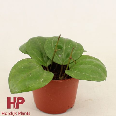 Hoya 'Sarawak Cream'