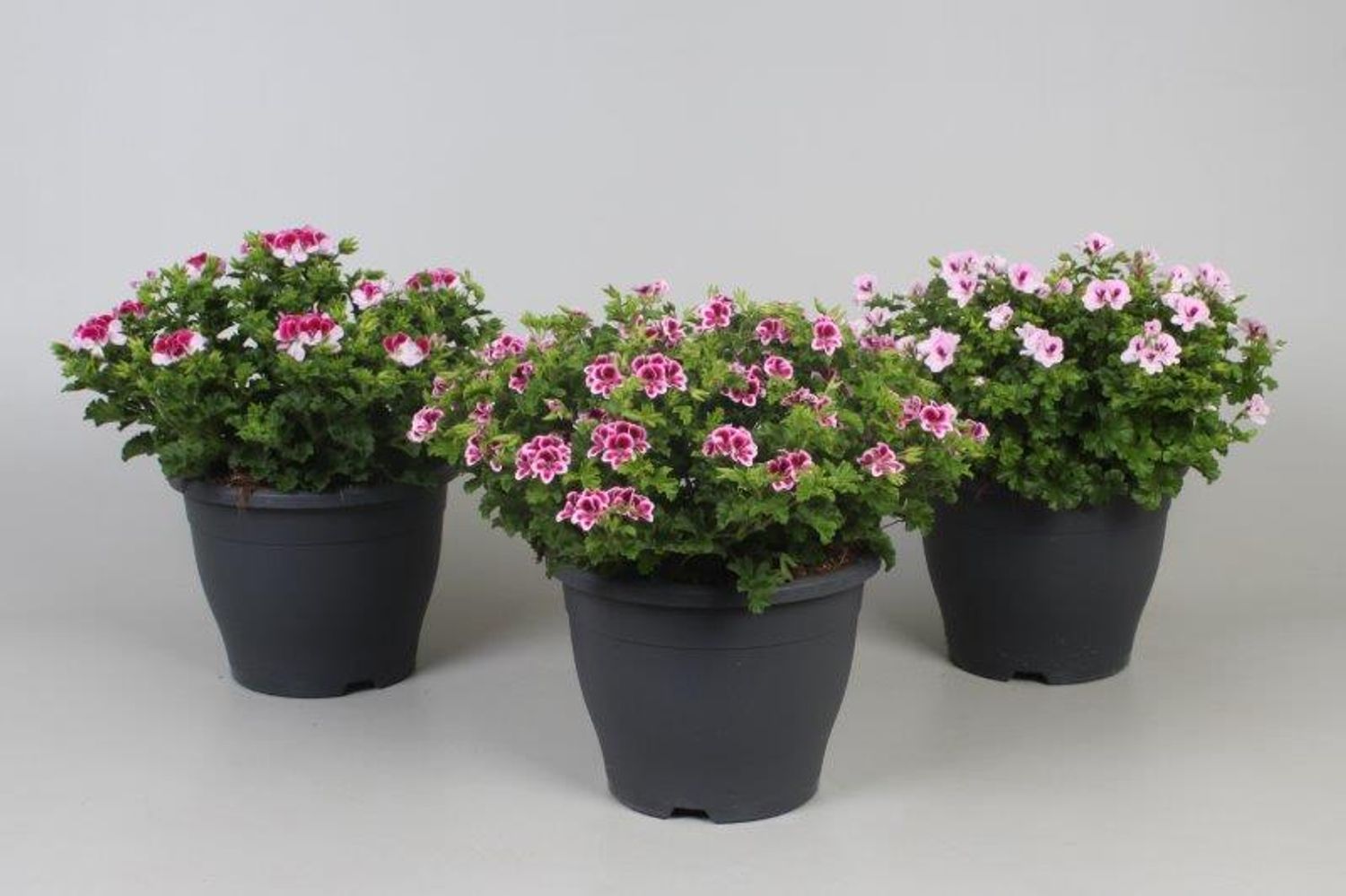 Pelargonium BELLA DONNA ANGEL MIX — Plant Wholesale FlorAccess