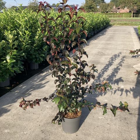 Malus toringo 'Scarlett'