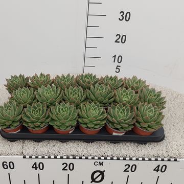 Echeveria agavoides