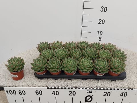 Echeveria agavoides