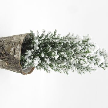 Chamaecyparis lawsoniana 'Ellwoodii'