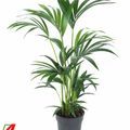 Howea forsteriana