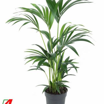 Howea forsteriana