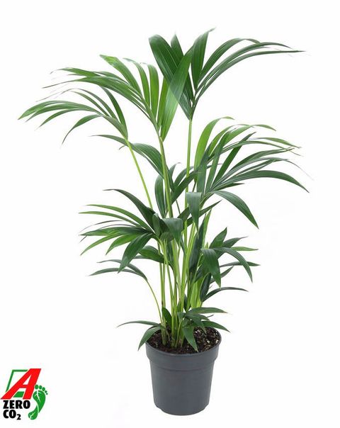 Howea forsteriana