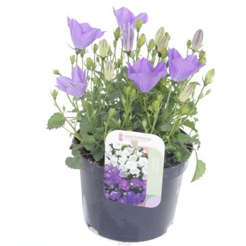 Campanula carpatica 'Blaue Clips'
