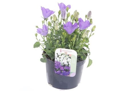 Campanula carpatica 'Blaue Clips'