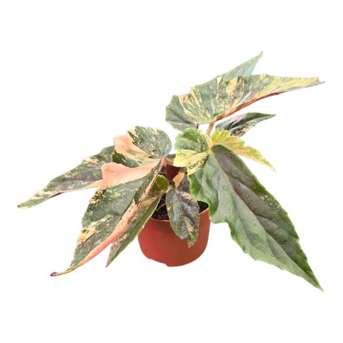 Begonia 'Ginny Galaxy Variegata'
