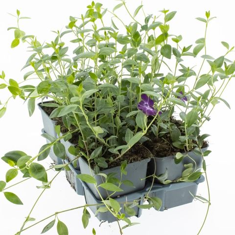 Vinca minor 'Atropurpurea'