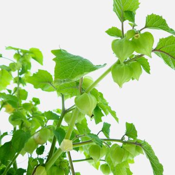 Physalis peruviana JAMESUN