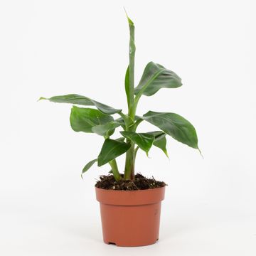Musa 'Tropicana'