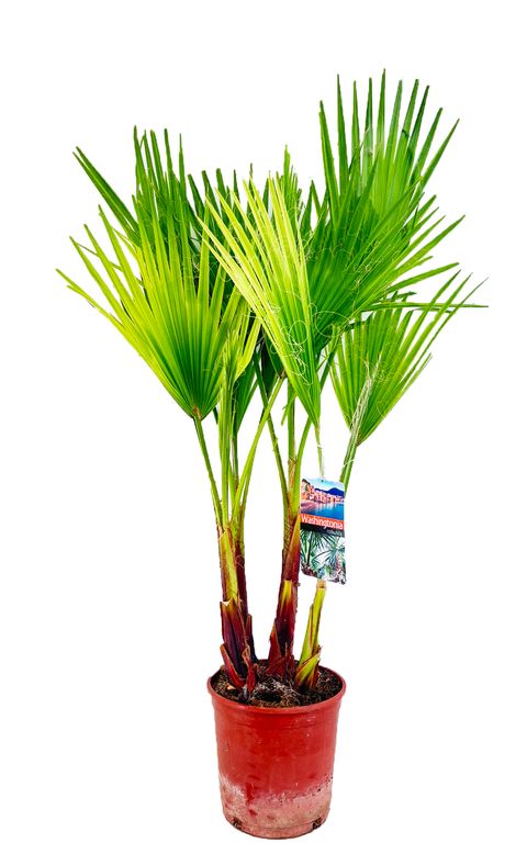 Washingtonia robusta