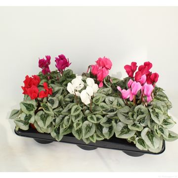 Cyclamen persicum MIDI METALIS MIX