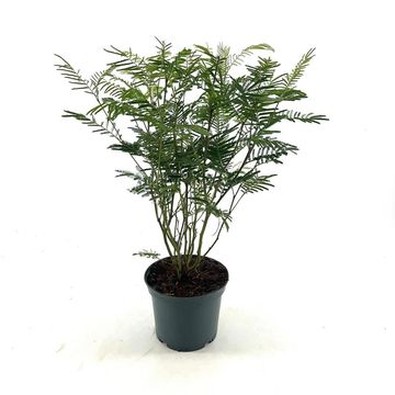 Acacia dealbata