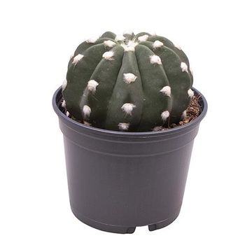 Echinopsis subdenudata