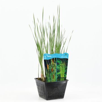 Typha angustifolia