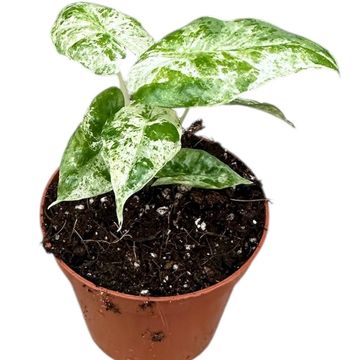 Alocasia odora 'Batik Variegata'