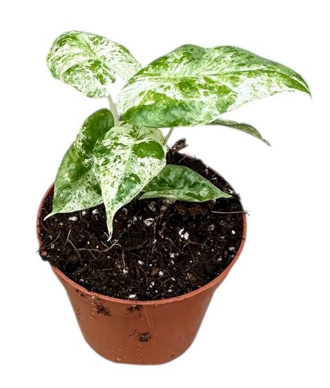 Alocasia odora 'Batik Variegata'