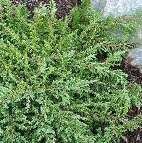 Juniperus communis 'Green Carpet'