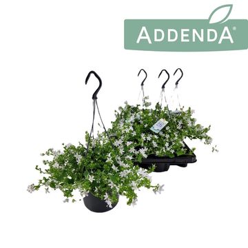 Campanula poscharskyana ADANSA WHITE