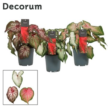 Caladium MIX