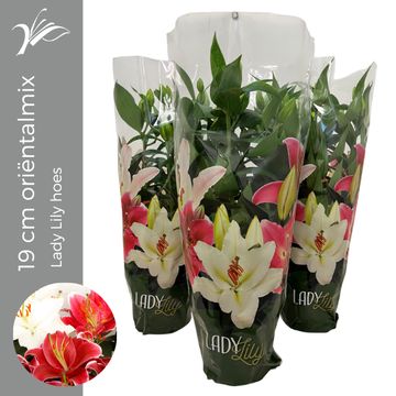 Lilium ORIENTAL HYBRID MIX