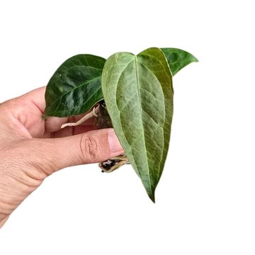 Anthurium 'Queen of Hearts'