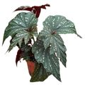 Begonia 'Aiai'