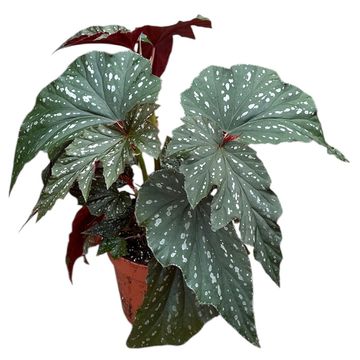 Begonia 'Aiai'
