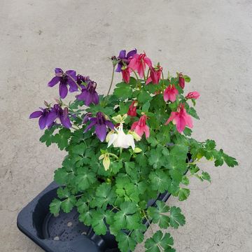 Aquilegia caerulea MIX