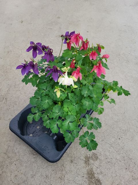 Aquilegia caerulea MIX